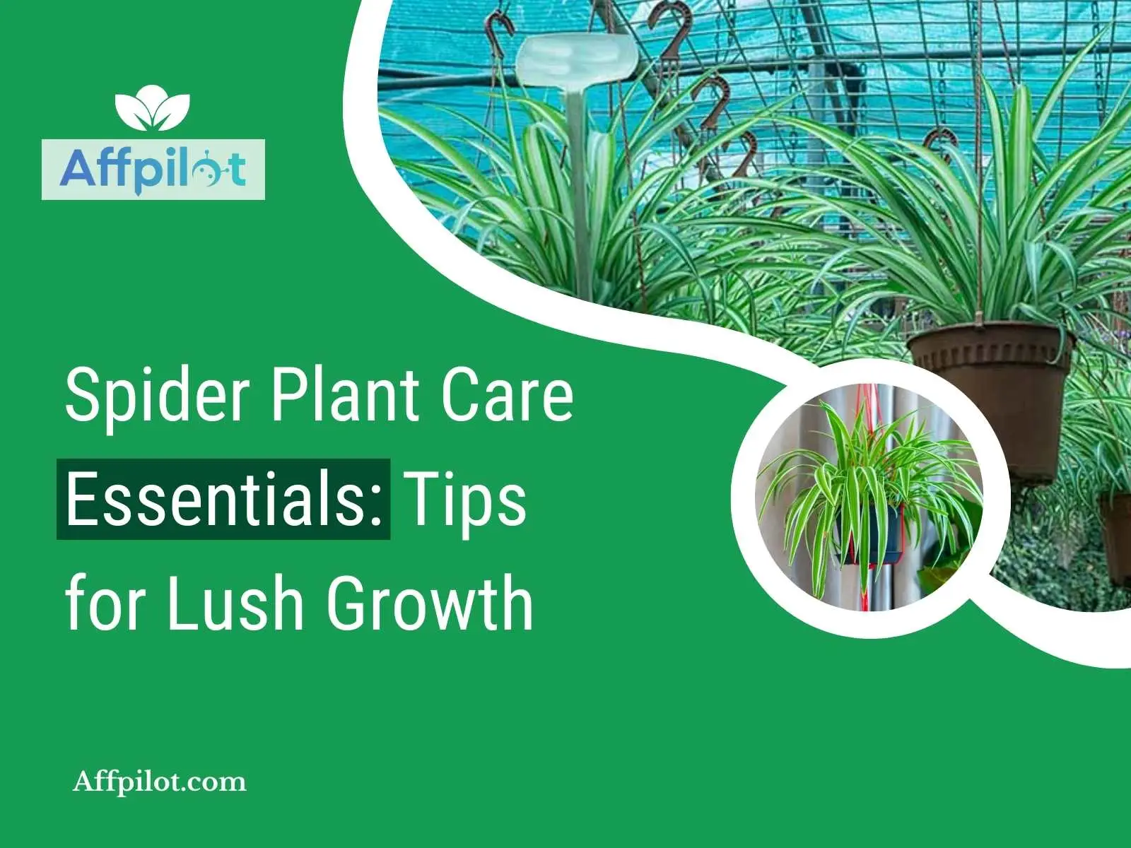 Spider Plant Care Essentials Tips for Lush Growth